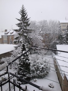 Premières neiges dans le jardin…