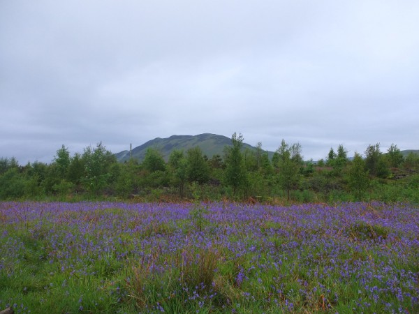 Petit déjeuner avec vue sur l'ascension du jour : Conic Hill (360m)