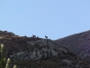 Quelques chamois un peu plus haut