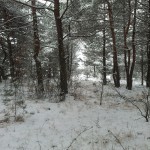 Les sous-bois au nord des « Terres Blanches » − Mont Saint-Quentin