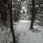 Les sous-bois au nord des « Terres Blanches » − Mont Saint-Quentin